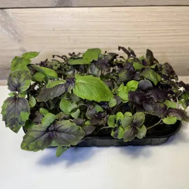 Микрозелень Базилик фиолетовый